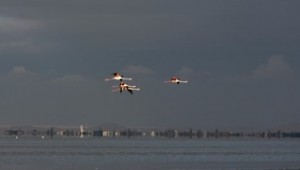 Birds - Flamingos in flight
