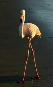 Birds - Flamingo single
