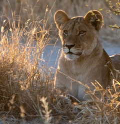 Etosha - female lion in morning sun